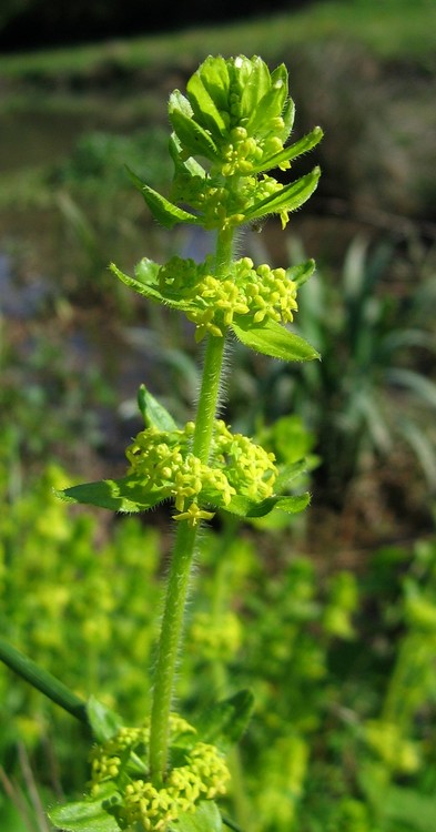 Cruciata laevipes
